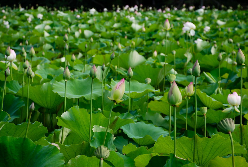 A photograph of a field of tropical lilies ready to bloom.