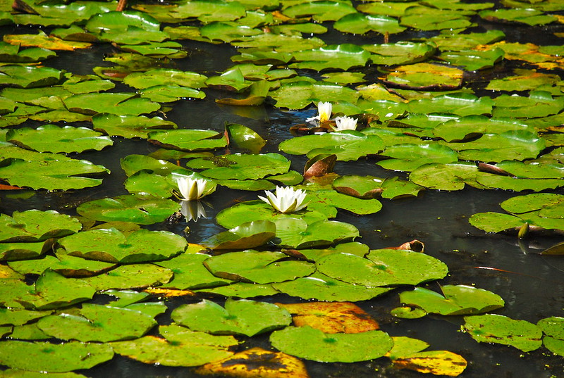A photograph of a bay of green lily pads. A few in the center are topped with white flowers.