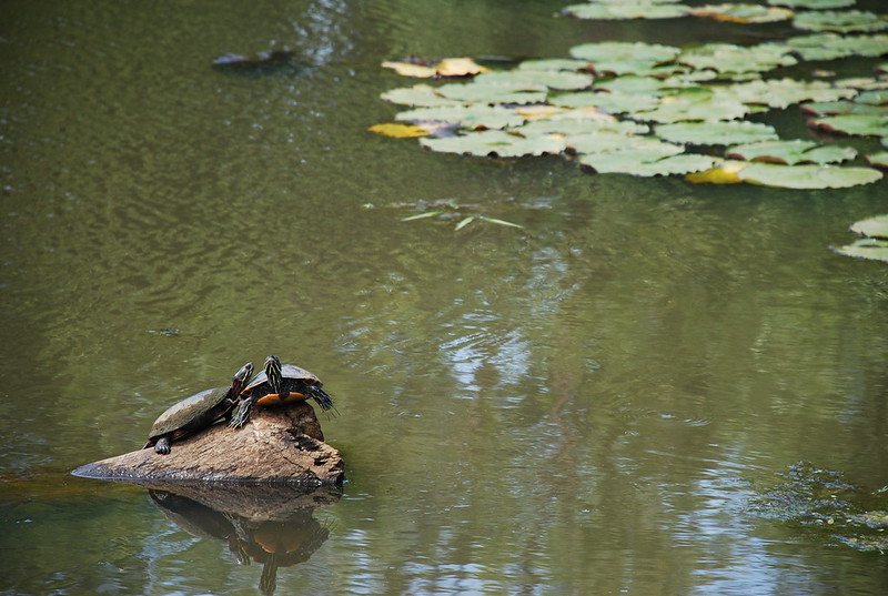 A photograph of two turtles perched on a rock in a stream next to a bay of lily pads.