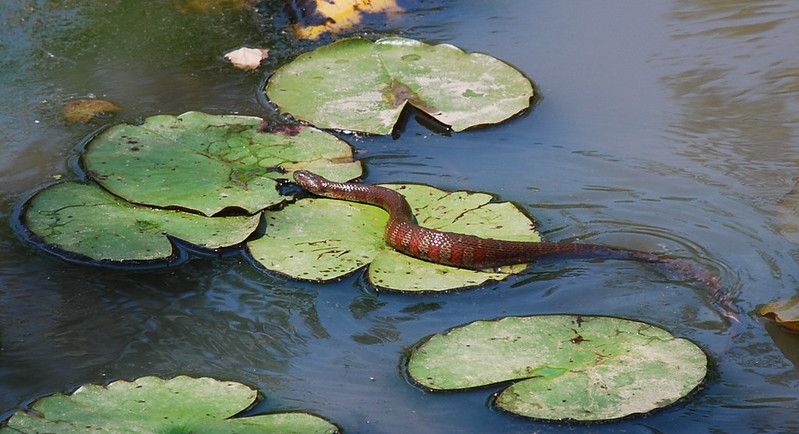 A photograph of a snake scooting across lily pads in Kenilworth Park & Aquatic Gardens in Washington, DC