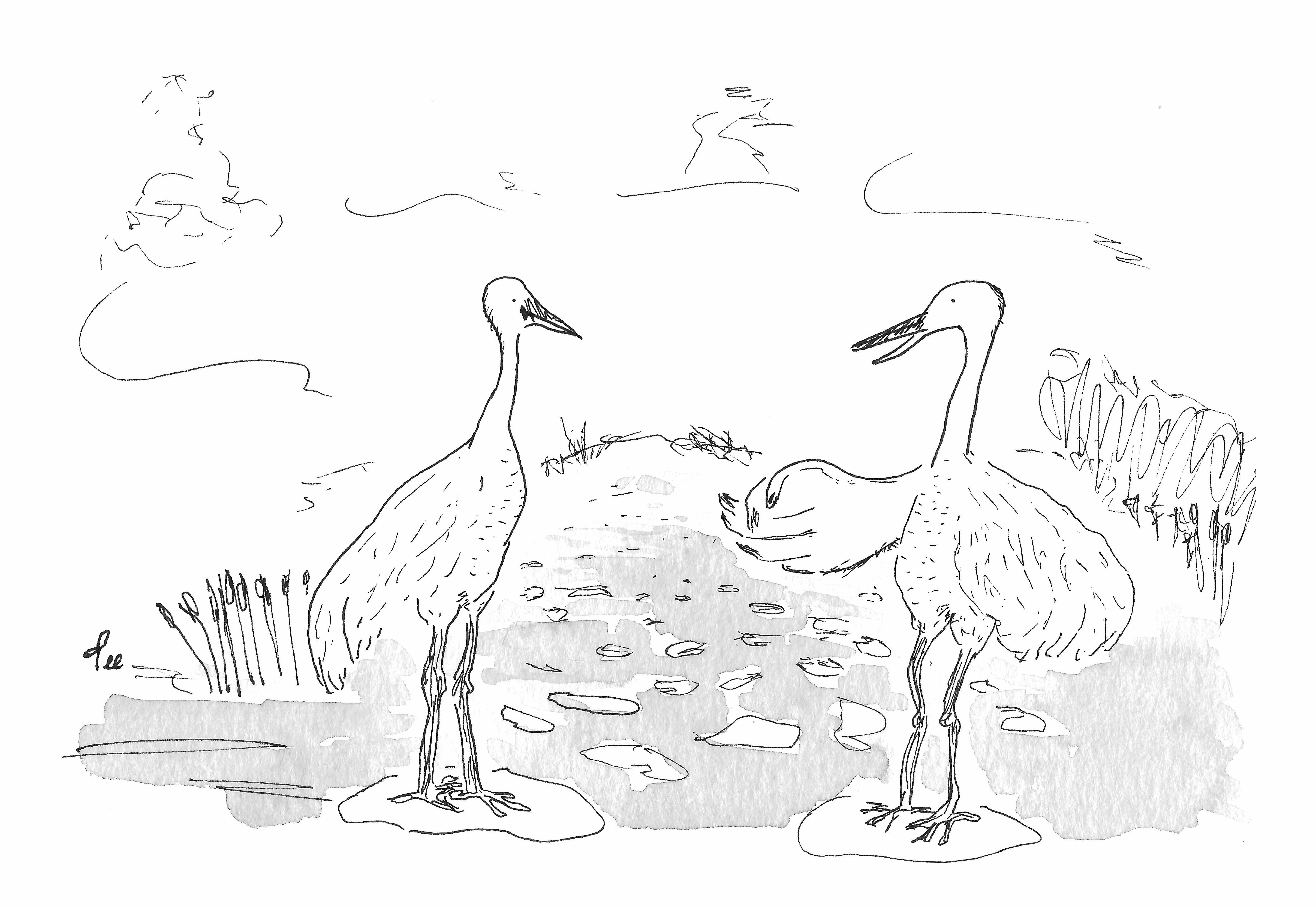 One crane talks to another crane in a riverbed.