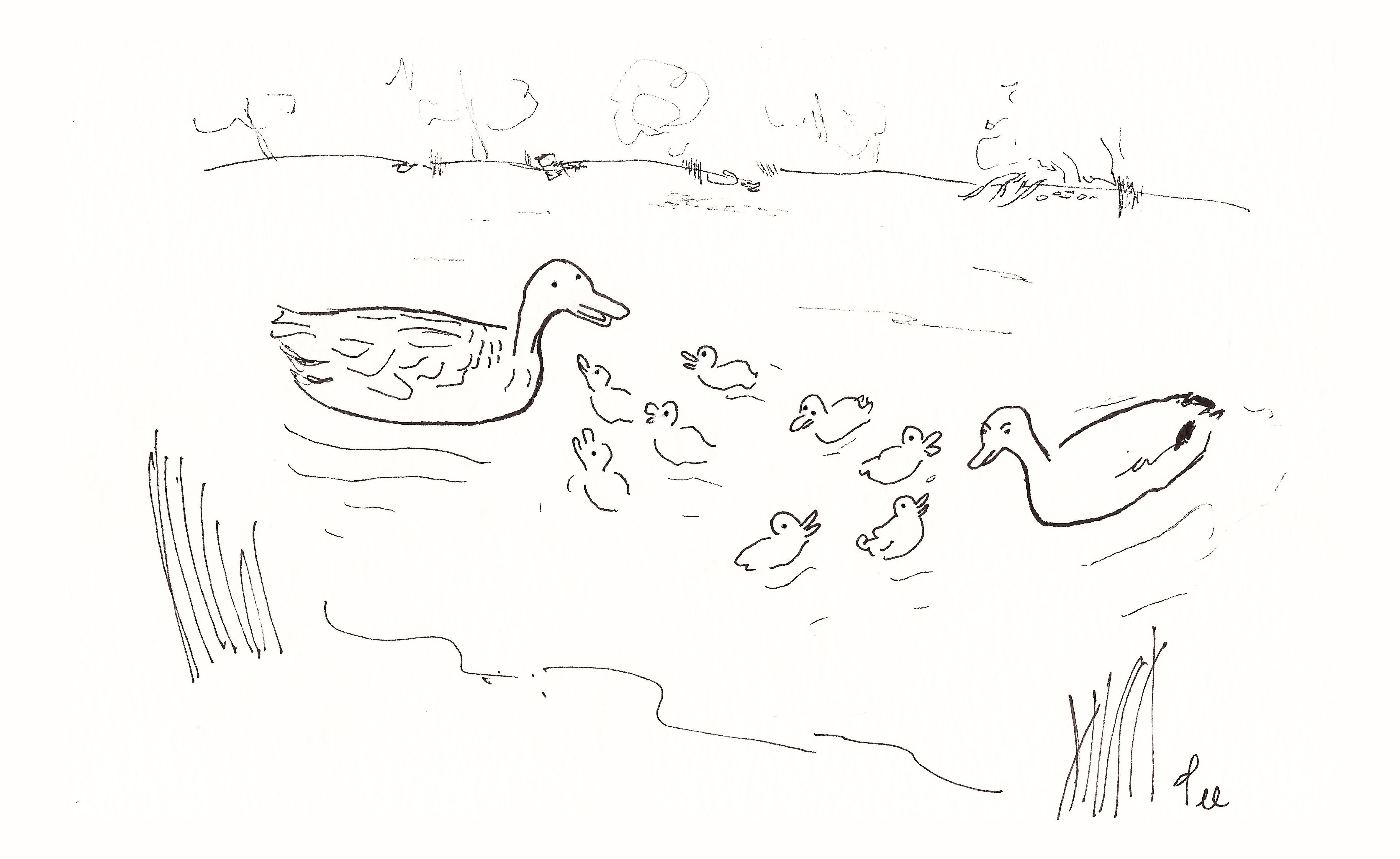 Ducklings swim with their beaks open between a pair of adult ducks. One looks forlorn as the other quacks…